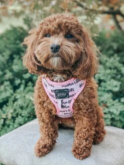 Dog Adjustable Harness - Mama's Girl -Furfinity Cheap Shop mamas girl dog harness 14 edc2e0c1 9ff8 4f01 a0c1 cddba8a161a4