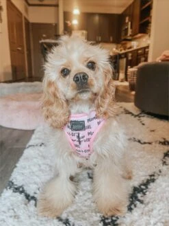 Dog Adjustable Harness - Mama's Girl -Furfinity Cheap Shop mamas girl dog harness 18 4efb3b0d 4e2b 4f2c 9f4a 26ea442a59c3