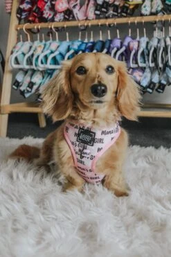 Dog Four Piece Bundle - Mama's Girl -Furfinity Cheap Shop mamas girl dog harness 2