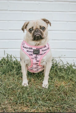Dog Four Piece Bundle - Mama's Girl -Furfinity Cheap Shop mamas girl dog harness 24