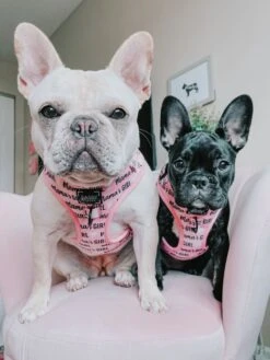 Dog Adjustable Harness - Mama's Girl -Furfinity Cheap Shop mamas girl dog harness 4 1bc349a7 d006 4715 9e2f 8e058dc5738b