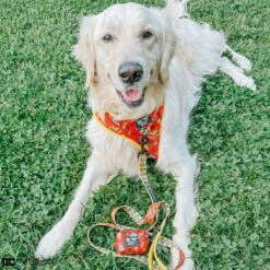 Dog Four Piece Bundle - Wonder Woman™ -Furfinity Cheap Shop maple.the .golden.girl5