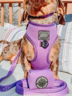 Dog Leash - Neon Purple 26 Dog Leash - Neon Purple -Furfinity Cheap Shop martiniandfrank 4 b04b0cd9 d91b 4d05 b228 2e423a67f9bc