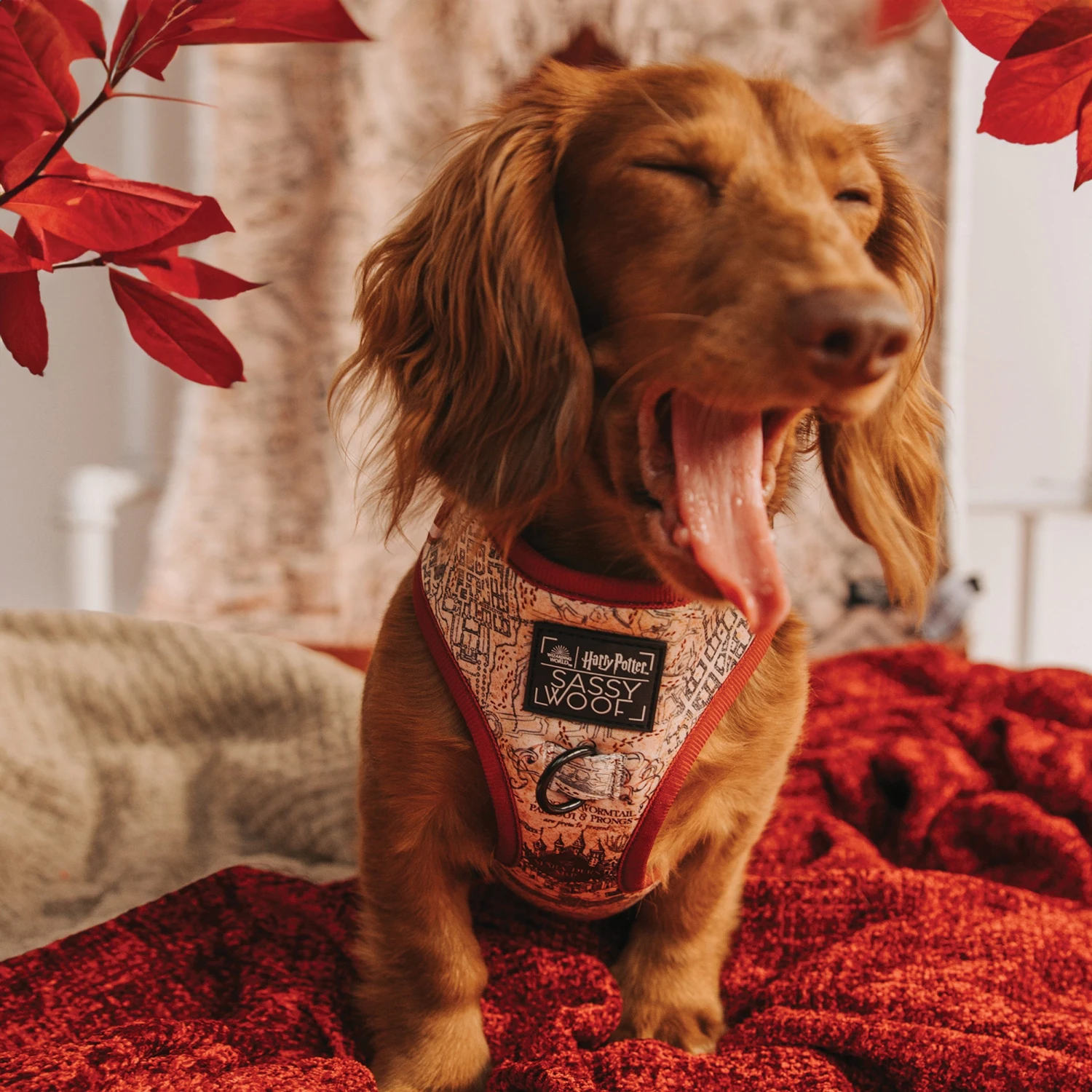 Dog Two Piece Bundle - Harry Potter™ Marauder's Map™ 10 Dog Two Piece Bundle - Harry Potter™ Marauder's Map™ - Image 8