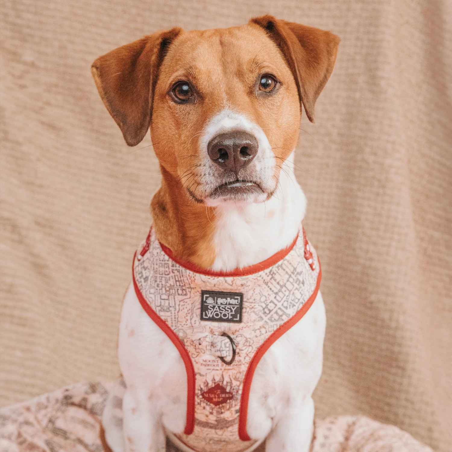 Dog Two Piece Bundle - Harry Potter™ Marauder's Map™ 11 Dog Two Piece Bundle - Harry Potter™ Marauder's Map™ - Image 9