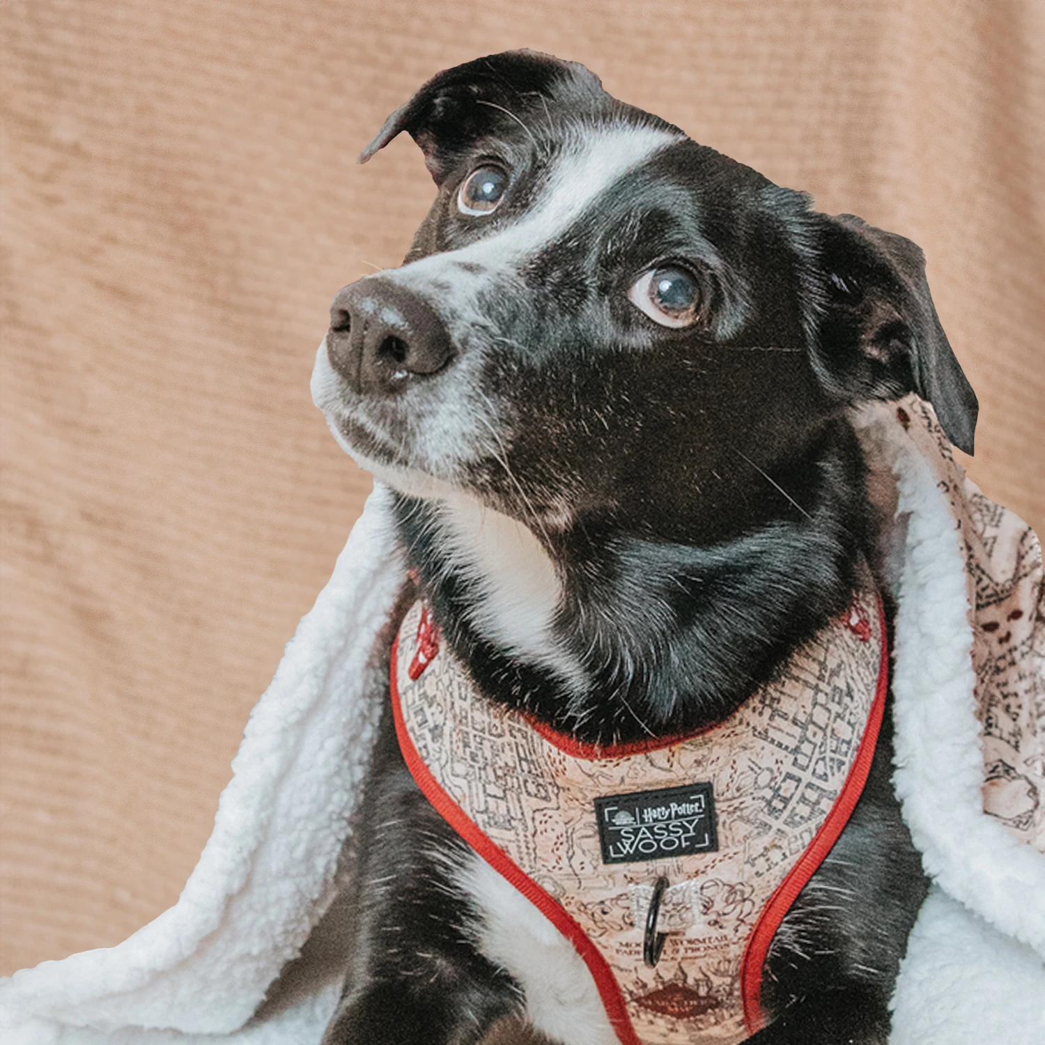 Dog Two Piece Bundle - Harry Potter™ Marauder's Map™ 14 Dog Two Piece Bundle - Harry Potter™ Marauder's Map™ - Image 12