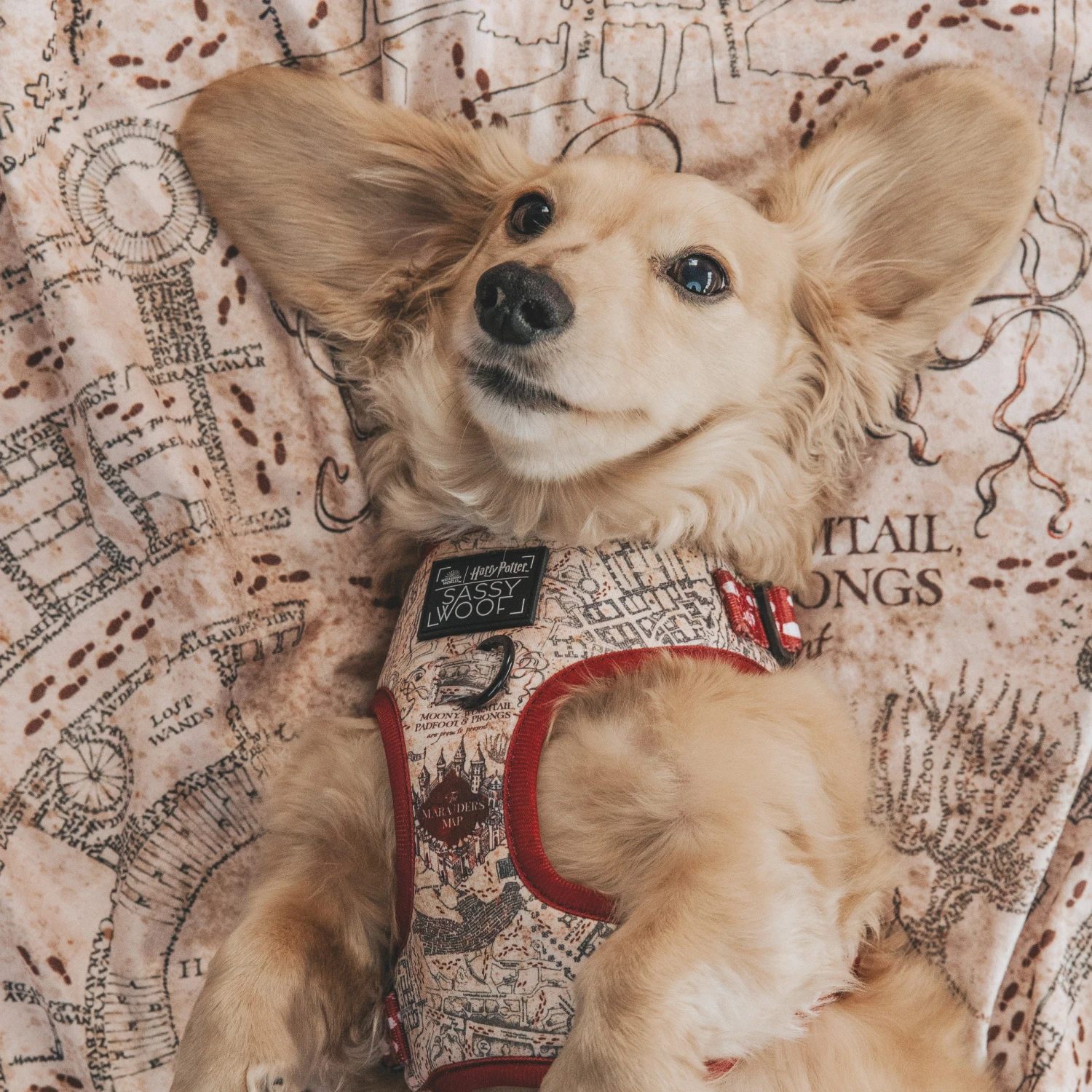 Dog Two Piece Bundle - Harry Potter™ Marauder's Map™ 16 Dog Two Piece Bundle - Harry Potter™ Marauder's Map™ - Image 14