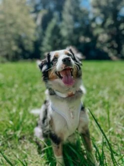 Dog Adjustable Harness - Pup Of Honor -Furfinity Cheap Shop mazeweddingcollection 15