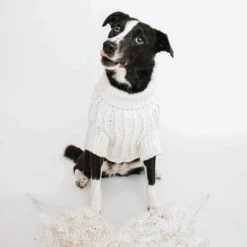 Dog Cable Knit Sweater - White 9 Dog Cable Knit Sweater - White -Furfinity Cheap Shop mbaelsweater 5