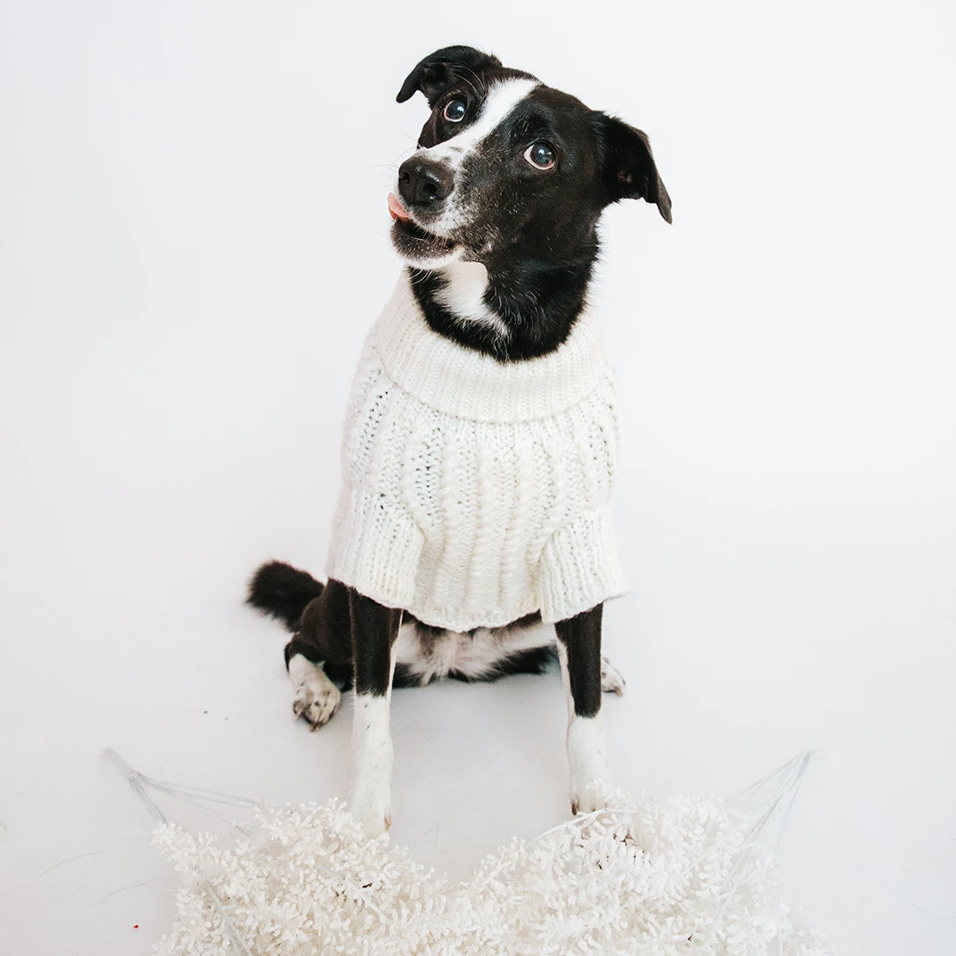 Dog Cable Knit Sweater - White 5 Dog Cable Knit Sweater - White - Image 3