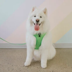 Dog Four Piece Bundle - Neon Green -Furfinity Cheap Shop mellow 19