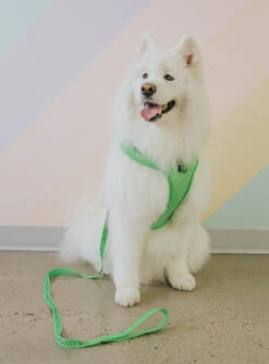Dog Leash - Neon Green -Furfinity Cheap Shop mellow 4