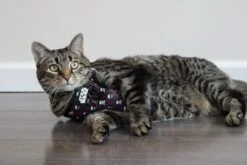 Cat Bundle - STAR WARS™ The Dark Side -Furfinity Cheap Shop milatheaussiedog 1 fff29d9a 3560 47dc a75c d754a091f755