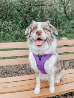 Dog Adjustable Harness - Neon Purple -Furfinity Cheap Shop milatheaussiedog 2