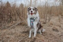 Dog Four Piece Bundle - Peanuts™ Beagle Scouts 32 Dog Four Piece Bundle - Peanuts™ Beagle Scouts -Furfinity Cheap Shop milatheaussiedog 3 b9dc5f57 4819 4895 8923 fc9fa66616ef