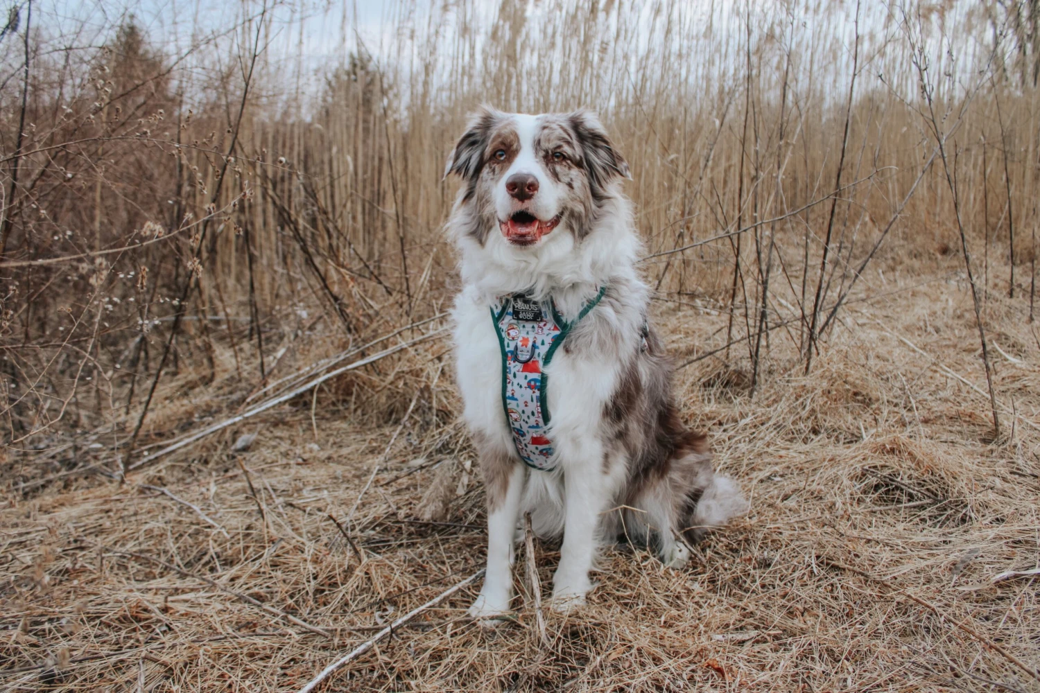 Dog Four Piece Bundle - Peanuts™ Beagle Scouts 13 Dog Four Piece Bundle - Peanuts™ Beagle Scouts - Image 11