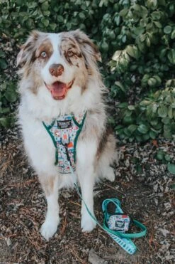 Dog Two Piece Bundle - Peanuts™ Beagle Scouts -Furfinity Cheap Shop milatheaussiedog 4 137d846e 5cff 43bf a690 1877980c35c5