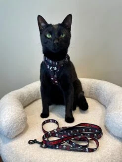 Cat Step-In Harness - STAR WARS™ The Dark Side 18 Cat Step-In Harness - STAR WARS™ The Dark Side -Furfinity Cheap Shop milocat sweetness 2 8a72697a f211 408a 971d 248b5b0c693d