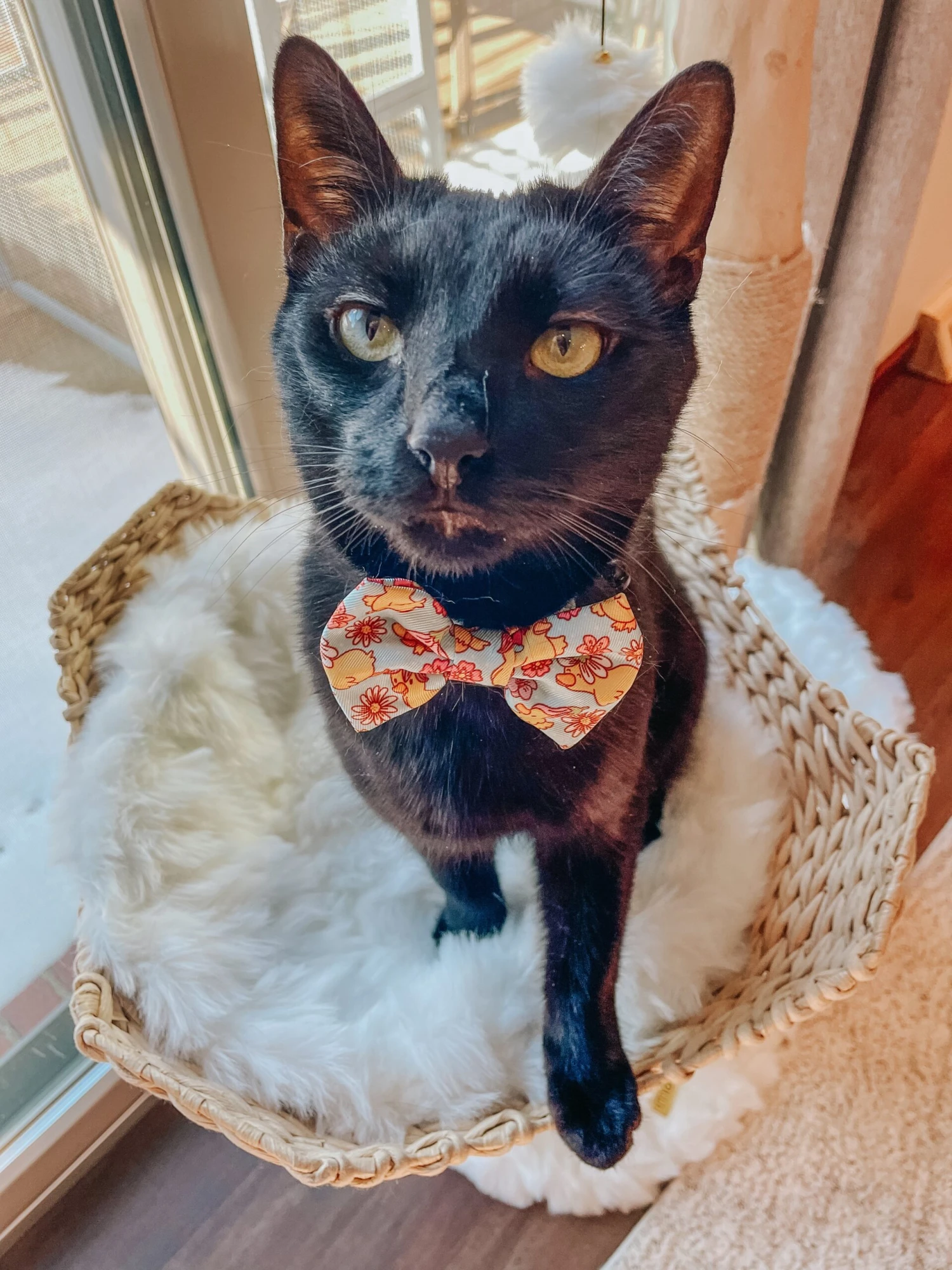 Cat Bowtie - Good Duck, Babe! 7 Cat Bowtie - Good Duck, Babe! - Image 5