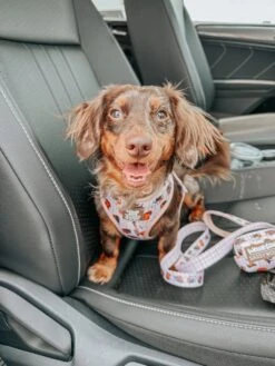 Dog Waste Bag Holder - Weens Club -Furfinity Cheap Shop minidoxbenny 1 5c7c1594 05d1 4c50 b3bd e5b57cad2418