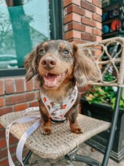 Dog Adjustable Harness - Weens Club -Furfinity Cheap Shop minidoxbenny 2