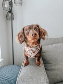 Dog Two Piece Bundle - Weens Club -Furfinity Cheap Shop minidoxbenny 3