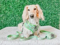 Dog Four Piece Bundle - Serving Up Sass -Furfinity Cheap Shop minidoxies whiskey and zulu 3f2ac808 0a6a 417d 9bb9 efa9d4f8af04