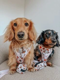 Dog Four Piece Bundle - Weens Club -Furfinity Cheap Shop miniweensbennyandjasper 1 95cf981f 9e5b 4e6a 9891 1bb12367537f