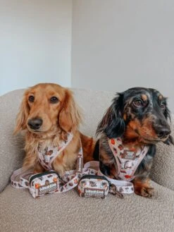 Dog Leash - Weens Club -Furfinity Cheap Shop miniweensbennyandjasper 2