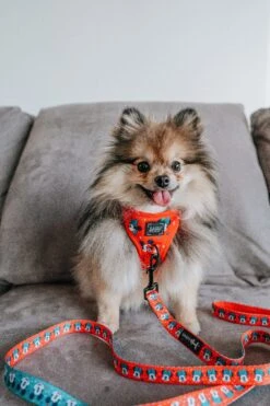 Dog Two Piece Bundle -Disney Holiday Collection -Furfinity Cheap Shop miss millie pom 3 056891e7 bafa 473c b824 c6a4583d7e2a 1