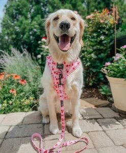 Dog Two Piece Bundle -Mon Chérry -Furfinity Cheap Shop mon cherry dog adj harness 1 ab786e38 984f 4191 ba5d 4938be81f46b