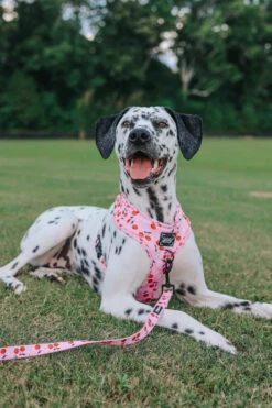 Dog Two Piece Bundle -Mon Chérry -Furfinity Cheap Shop mon cherry dog collection 12