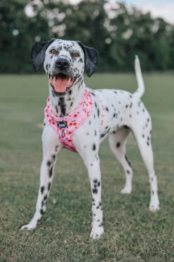 Dog Adjustable Harness - Mon Chérry -Furfinity Cheap Shop mon cherry dog collection 17