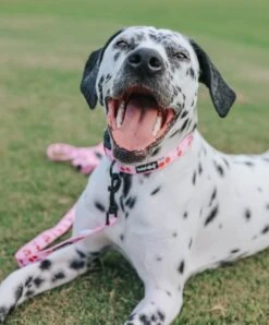 Dog Collar - Mon Chérry -Furfinity Cheap Shop mon cherry dog collection 2