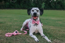 Dog Leash - Mon Chérry -Furfinity Cheap Shop mon cherry dog collection 5