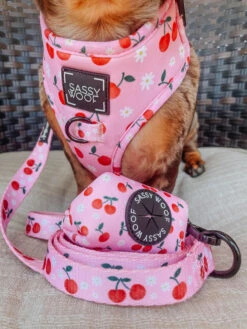 Dog Two Piece Bundle -Mon Chérry -Furfinity Cheap Shop mon cherry dog harness adj 1 04cfab12 f139 43be b33b 63ffad0be22a