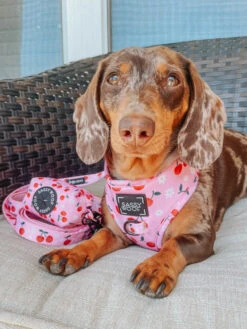 Dog Waste Bag Holder - Mon Chérry -Furfinity Cheap Shop mon cherry dog harness adj 3