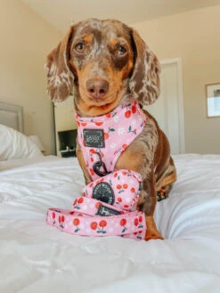 Dog Leash - Mon Chérry -Furfinity Cheap Shop mon cherry dog harness adj 6