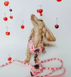 Dog Two Piece Bundle -Mon Chérry -Furfinity Cheap Shop mon cherry dog harnesse bundle 1