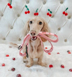 Dog Leash - Mon Chérry -Furfinity Cheap Shop mon cherry dog harnesse bundle 16