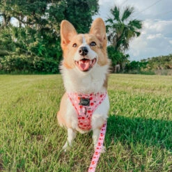 Dog Two Piece Bundle -Mon Chérry -Furfinity Cheap Shop mon cherry dog harnesses collection 7