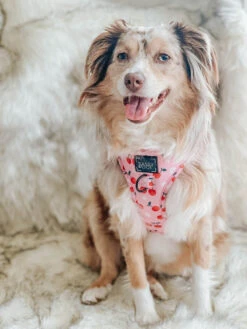 Dog Adjustable Harness - Mon Chérry -Furfinity Cheap Shop mon cherry dog harnesses 1