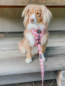 Dog Leash - Mon Chérry -Furfinity Cheap Shop mon cherry dog harnesses 5