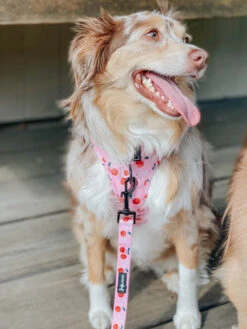 Dog Leash - Mon Chérry -Furfinity Cheap Shop mon cherry dog harnesses 6