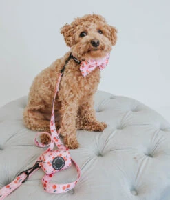 Dog Leash - Mon Chérry -Furfinity Cheap Shop mon cherry dog photos 1