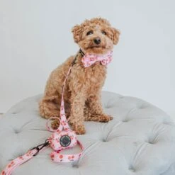 Dog Collar - Mon Chérry -Furfinity Cheap Shop mon cherry dog photos 8