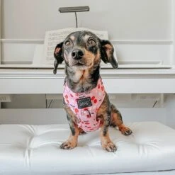 Dog Adjustable Harness - Mon Chérry -Furfinity Cheap Shop mon cherry dog 0e7f6c36 37aa 48eb aad2 15fe2dd07acf