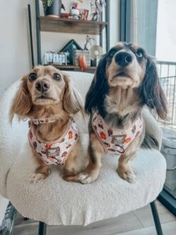 Dog Three Piece Bundle - Weens Club -Furfinity Cheap Shop montethedoxie 1