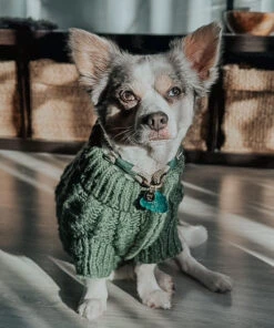 Dog Cable Knit Sweater - Dark Green -Furfinity Cheap Shop mowgli chi mix