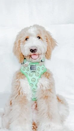 Dog Reversible Harness - Serving Up Sass -Furfinity Cheap Shop mrdieselroo 662b5c69 253d 4a6e 9756 92b23276675f